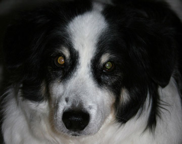 Border collie black store roof of mouth